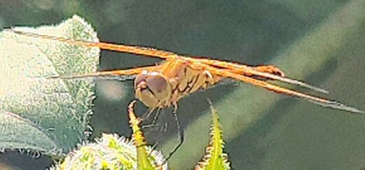 Dragonfly.jpg