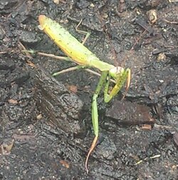 Mantis.jpg