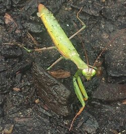 Mantis2.jpg