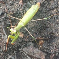 Mantis3.jpg