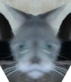 tcat2.png