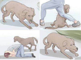 slobbermutt2.jpg