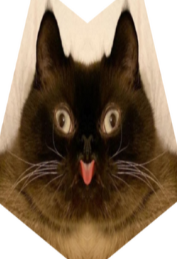 squeam.png