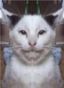 herrrn.png