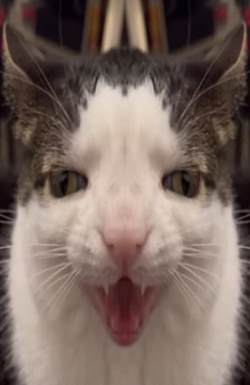 mirrorluna.png