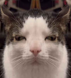 mirrorluna1.png