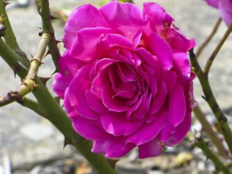rose-thorn_83955_1920pxby.jpg