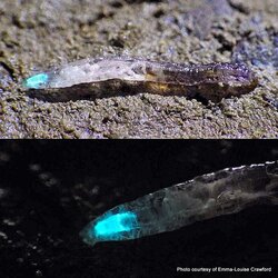 680px-1-1-New_Zealand_Glow-Worm.jpg