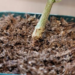Damping off stem rot.jpg