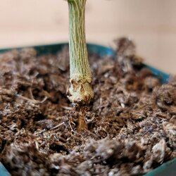 Damping off stem rot2.jpg