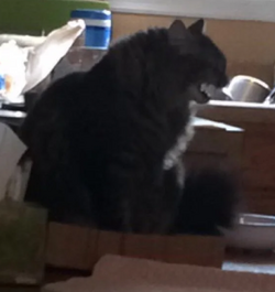 catziller6.png