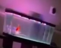 boogieFish.png