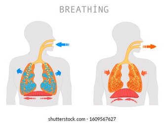 breathing-inhalation-exhalation-operation-respiratory-260nw-1609567627.jpg