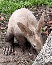 aardvark.gif