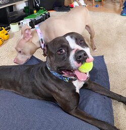 welp-my-husband-brought-his-first-dog-home-to-stay-v0-3t0lg7po92xc1.jpg