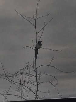 IMG_20240111_121304.jpg