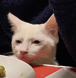 sly cat face.jpg