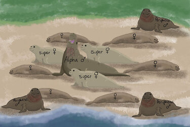 cartoon-northern-elephant-seal-rookery-960x640.jpg