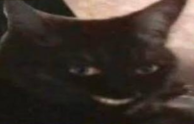 meeyow.png