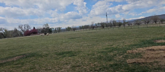 sparse-lawn.png