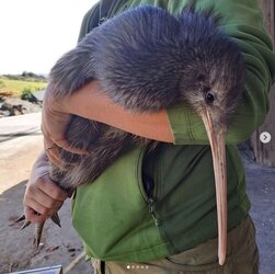 kiwi.jpg