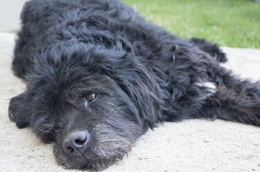 Sleepy Schnoodle.jpg