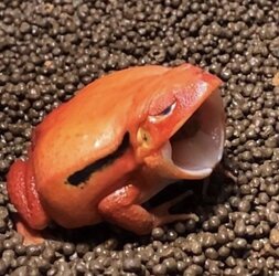 froggasm.jpg
