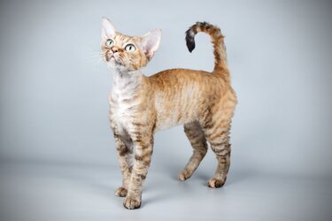 TabbyDevonRex-a0494adbb2884702856cfbd8d329b10d.jpg TabbyDevonRex-a0494adbb2884702856cfbd8d329b10d.jpg