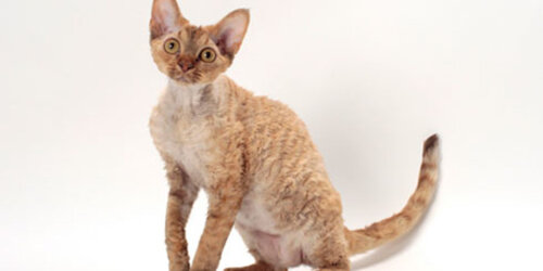 devon-rex-1-1200x600.jpg devon-rex-1-1200x600.jpg