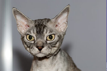 Devon-Rex---Introduction.jpg Devon-Rex---Introduction.jpg