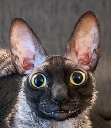 good.png good.png
