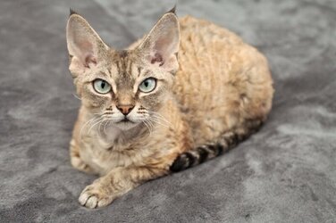 devon-rex-tabby-cat-is-laying-on-a-soft-blanket_Veera_Shutterstock-800x532.jpg devon-rex-tabby-cat-is-laying-on-a-soft-blanket_Veera_Shutterstock-800x532.jpg