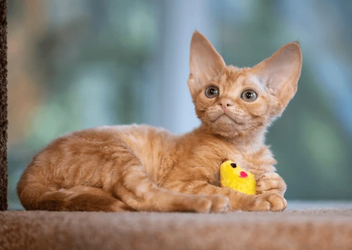 strangeorigincat.png strangeorigincat.png