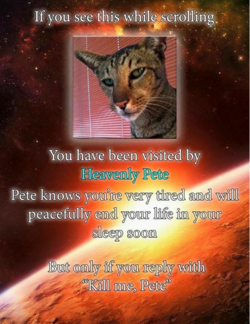 Pete the cat.PNG