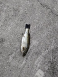 roof fish.png