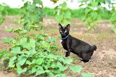 japenese-bobtail-getty-0619-2000-e08e89f822804d8e84c3e206f5a73356.jpg