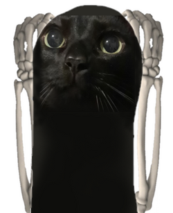 diagramofthecat.png