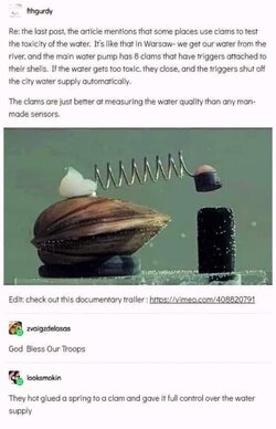 clam.jpg