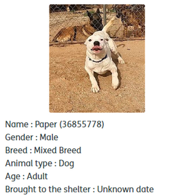 2024-05-05 10.11.27 24petconnect.com 426d6466d939.png