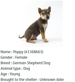 2024-05-05 10.17.42 24petconnect.com 4a831a7d36fc.png