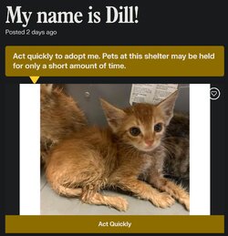 dillcat.jpg
