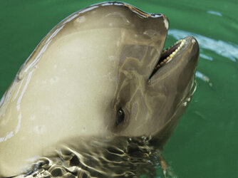 2mg7v1x0rm_yangtze_finless_porpoise_7.23.2012_image2_HI_105590.jpg