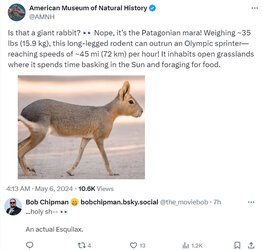 rodent.jpg