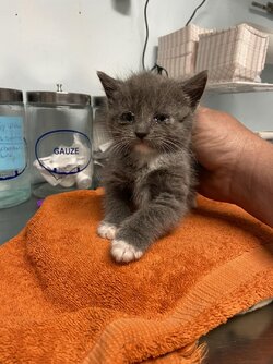 kitten 6.jpg