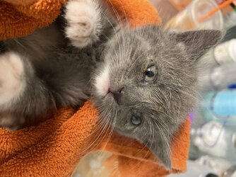 kitten 5.jpg