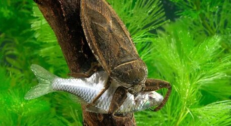 barata-d-agua-gigante-1024x559-1088864706.jpg
