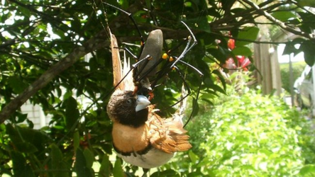 goldenorbweaver2.png