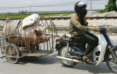 pig hauled by moped.PNG