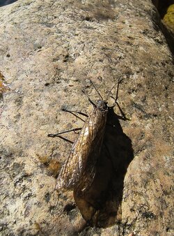 IMG_20240510_173901690.jpg