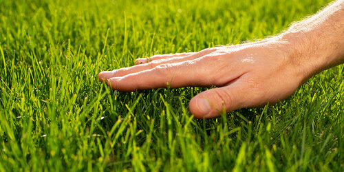 on-the-need-to-touch-grass.jpg